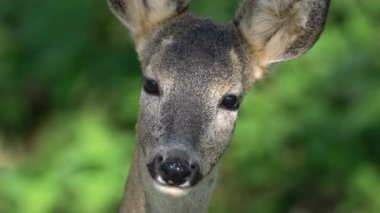 Doğal ortamda Roe Geyiği (Capreolus capreolus)