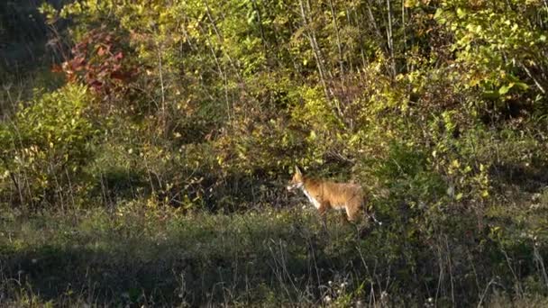 Червоний Лис Природному Середовищі Vulpes Vulpes — стокове відео