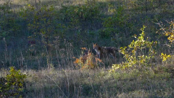 Vörös Róka Természetes Környezetben Vulpes Vulpes — Stock videók