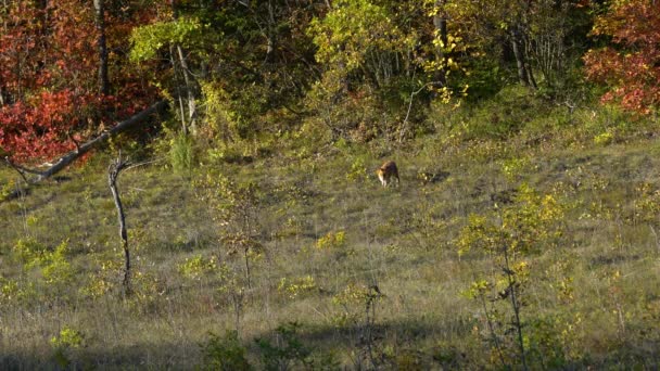 自然环境中的红狐 — 图库视频影像