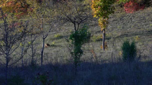 Red Fox Dalam Lingkungan Alami Vulpes Vulpes — Stok Video