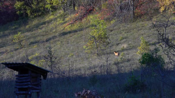 Red Fox Φυσικό Περιβάλλον Vulpes Vulpes — Αρχείο Βίντεο