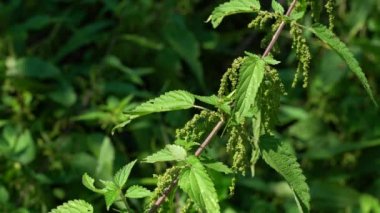 Hafif esintide ortak Nettle (Urtica dioica)