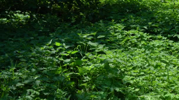 Поле Молодого Коммон Ньеля Urtica Dioica — стоковое видео