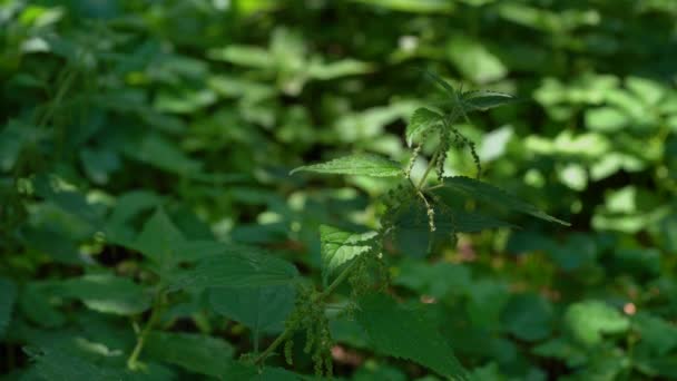 Řezání Mladé Kopřivka Obecná Urtica Dioica — Stock video