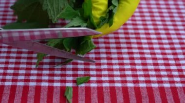 Genç Ortak Nettle 'ı küçük parçalara ayırmak (Urtica dioica