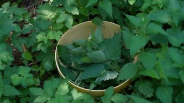 Genç Nettle kaseden seçiliyor (Urtica dioica)