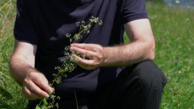 Hafif esintide çit Bedstraw (Galium mollugo)