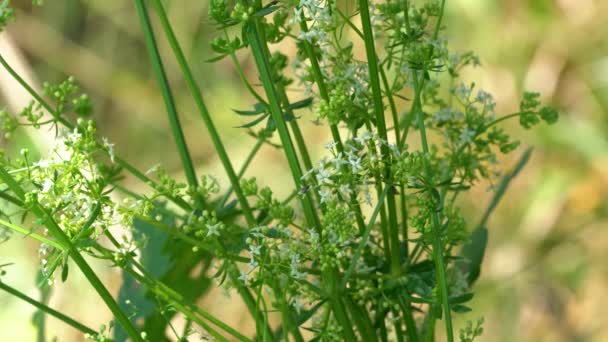 Haagstro Lichte Bries Galium Mollugo — Stockvideo