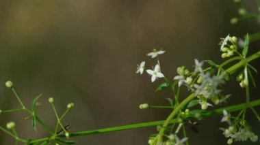 Hafif esintide çit Bedstraw (Galium mollugo)