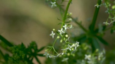 Hafif esintide çit Bedstraw (Galium mollugo)