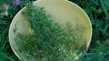 Kâse içinde çit Bedstraw toplanıyor (Galyum mollugo)