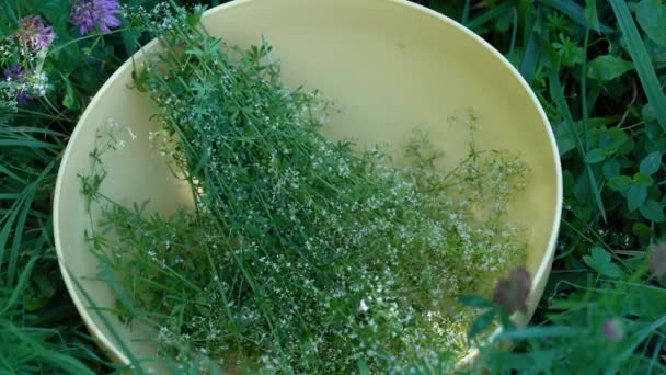 Picking Hedge Bedstraw Bowl Galium Mollugo — Stock Video