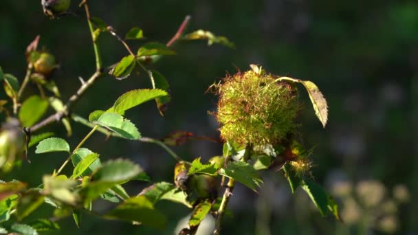 Rosa Bedeguar Gall Wild Rose Hip Diplolepis Rosae — Vídeo de Stock