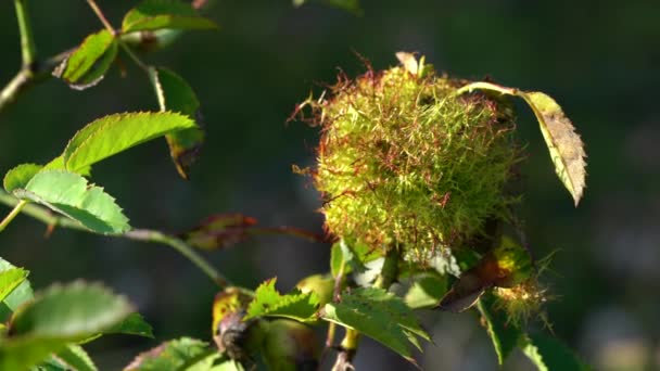 Rose Bedeguar Gall Wild Rose Hip Diplolepis Rosae — Vídeos de Stock