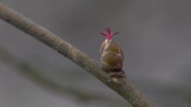 Tiny Hazel Flowers in slight breeze (Corylus avellana)