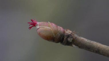 Tiny Hazel Flowers in slight breeze (Corylus avellana)
