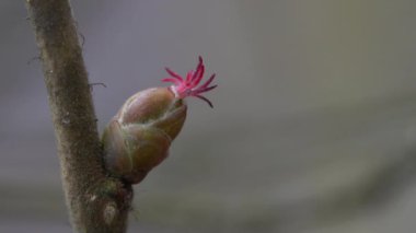 Tiny Hazel Flowers in slight breeze (Corylus avellana)