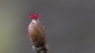 Tiny Hazel Flowers in slight breeze (Corylus avellana)