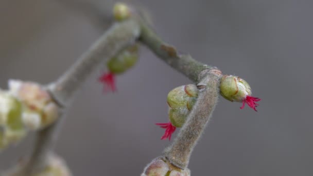 Hafif Esintide Minik Hazel Çiçekleri Corilus Avelana — Stok video