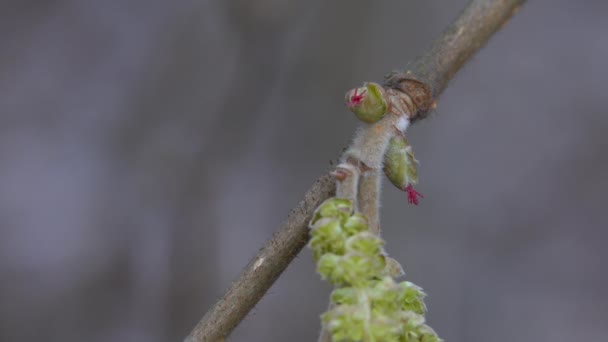 Hafif Esintide Minik Hazel Çiçekleri Corilus Avelana — Stok video