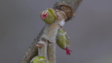 Tiny Hazel Flowers in slight breeze (Corylus avellana)