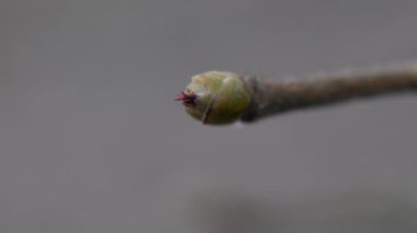 Tiny Hazel Flowers in slight breeze (Corylus avellana)