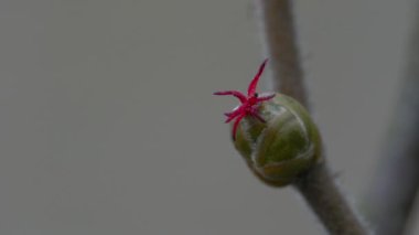 Tiny Hazel Flowers in slight breeze (Corylus avellana)