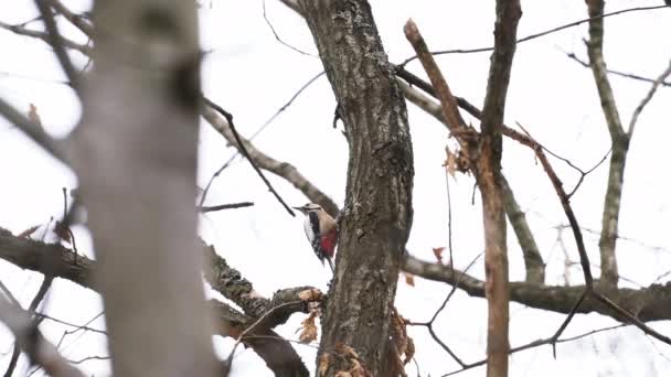 木の上の偉大な斑点のあるキツツキ Dendrocoposメジャー — ストック動画
