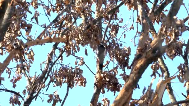 Buntspecht Auf Baum Dendrocopos Major — Stockvideo