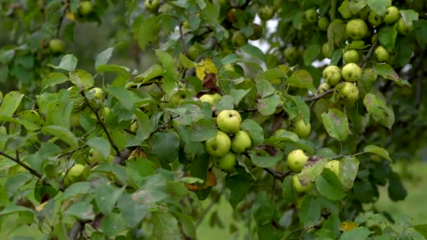Recoger Manzanas Agrias Silvestres Para Vinagre Manzana Natural Acetum — Vídeos de Stock