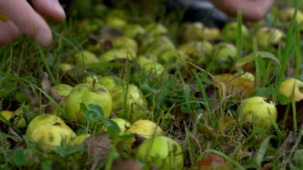 Recoger Manzanas Agrias Silvestres Para Vinagre Manzana Natural Acetum — Vídeos de Stock