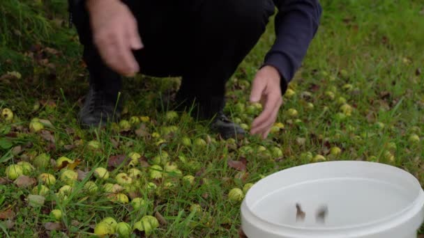 Colhendo Maçãs Azedas Selvagens Para Vinagre Maçã Natural Acetum — Vídeo de Stock