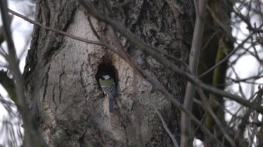 Great Tit enters nest inside tree (Parus major)