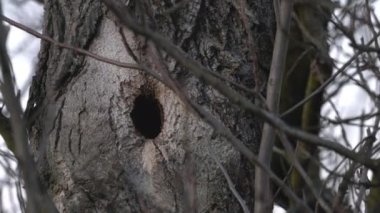 Great Tit leaves nest inside tree (Parus major)