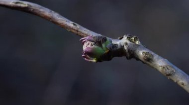 Kırmızı Mürver Yaprakları (Sambucus racemosa)