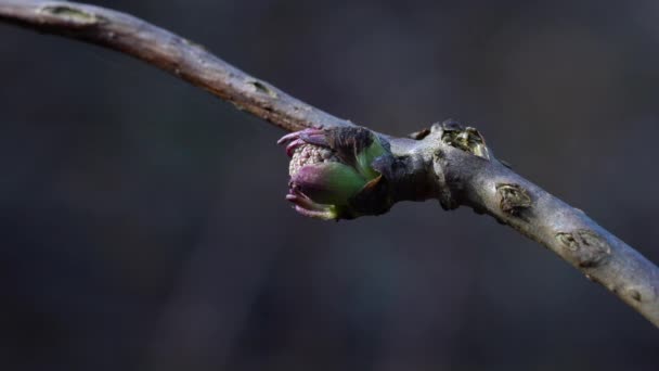 Roter Holunder Entfaltet Blätter Sambucus Racemosa — Stockvideo