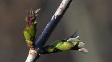 Mürver yaprakları açılır (Sambucus racemosa)