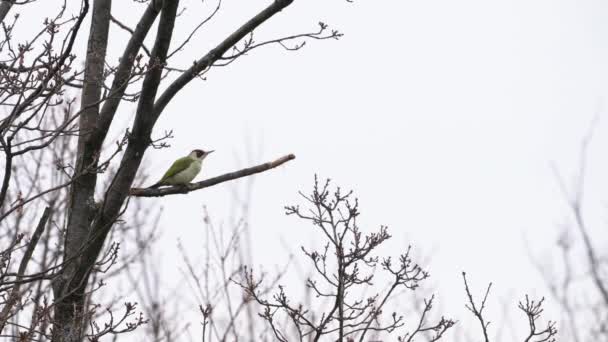 Europese Groene Specht Aan Boom Mannetje Picus Viridis — Stockvideo