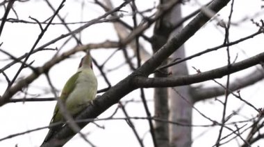 Ağaçta Avrupa Yeşil Ağaçkakanı, erkek (Picus viridis)