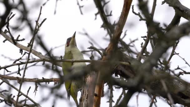 Grünspecht Auf Baum Männchen Picus Viridis — Stockvideo