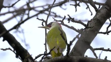 Ağaçta Avrupa Yeşil Ağaçkakanı, erkek (Picus viridis)