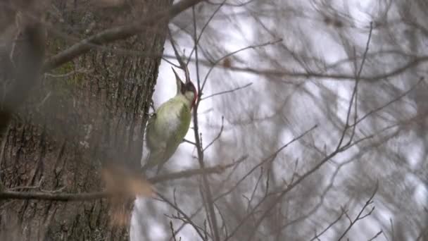 Europese Groene Specht Aan Boom Mannetje Picus Viridis — Stockvideo