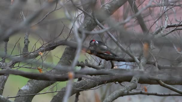 Μεγάλη Spotted Woodpecker Στο Δέντρο Dendrocopos Μείζων — Αρχείο Βίντεο