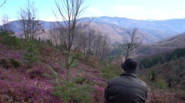 Bahar çiçeğindeki kış fundalığı (Erica carnea)