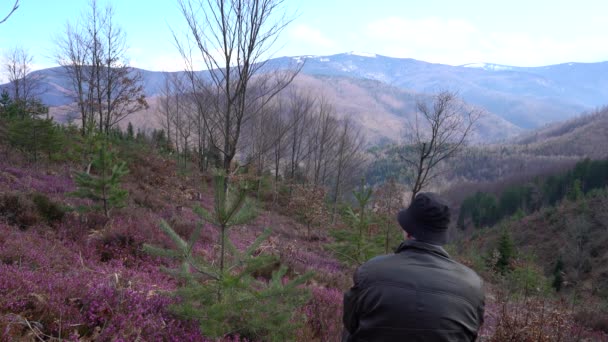 Feld Der Winterheide Frühling Blüht Erica Carnea — Stockvideo