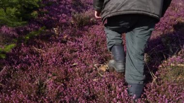 (Erica Carnea) Erkekler bahar çiçeklenirken kış fundalığından geçer (Erica Carnea)