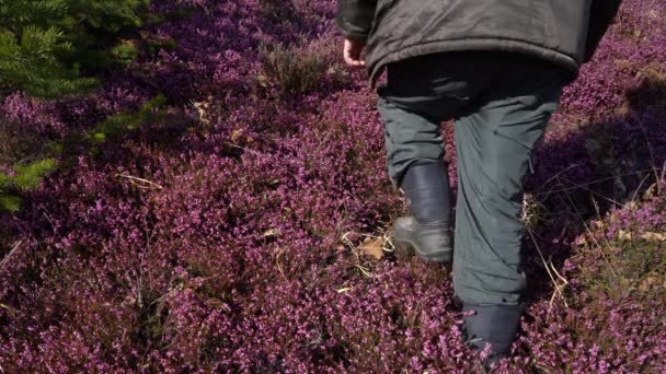 Homem Passa Por Campo Heath Inverno Primavera Florescendo Erica Carnea — Vídeo de Stock