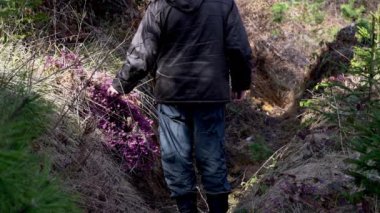 (Erica Carnea) Erkekler bahar çiçeklerinde Winter Heath 'in yanına gider (Erica Carnea)