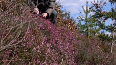 Bahar çiçeğinde kış fundalığını toplamak (Erica carnea) 